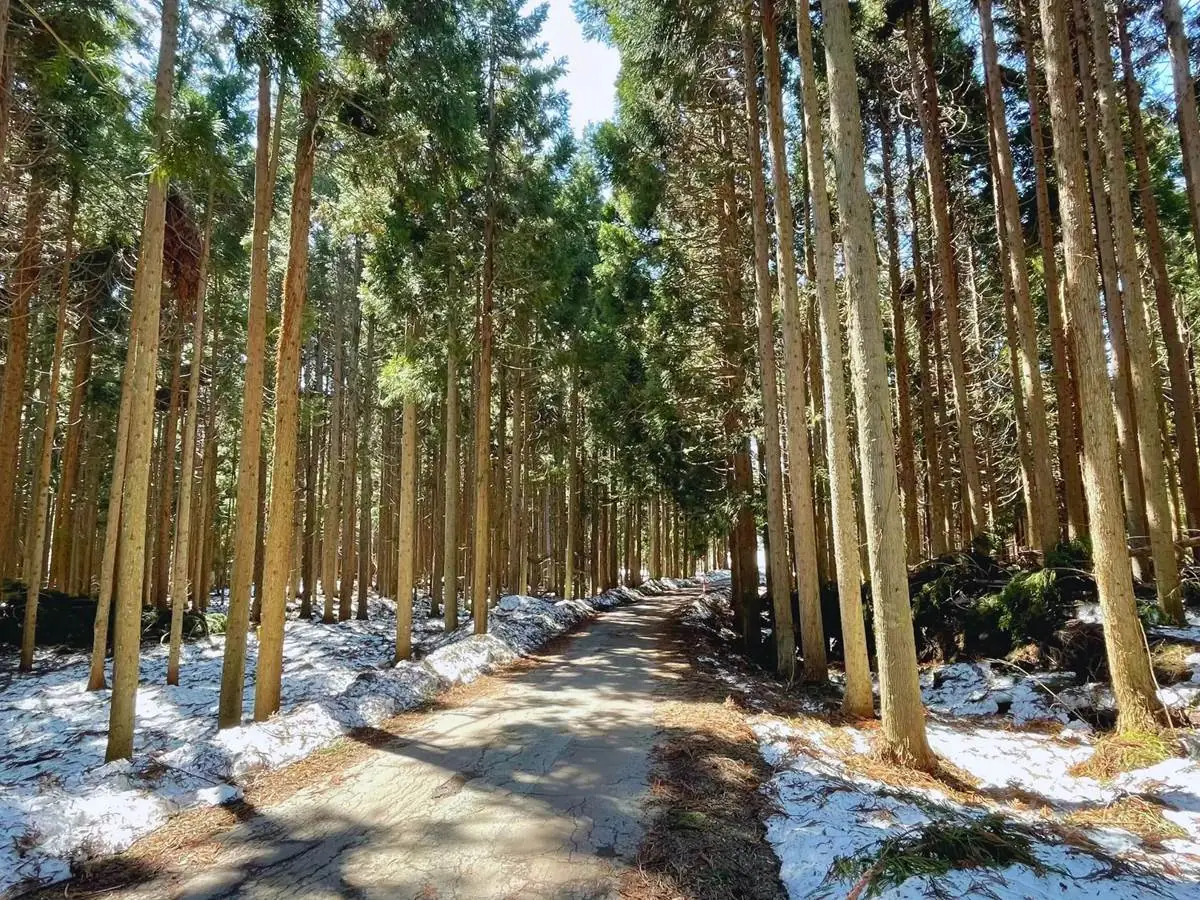 萱滝へ通じる道 = 2022年4月3日 菖蒲番外