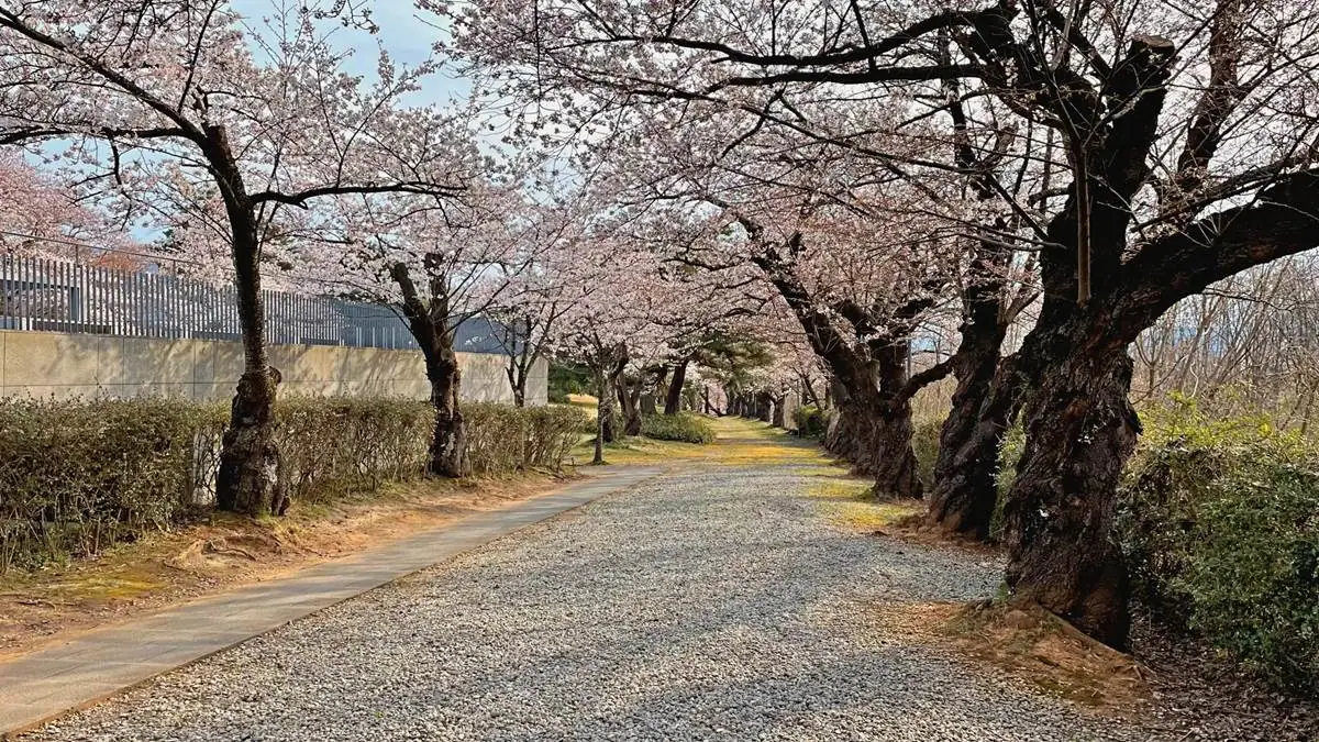 2023年4月5日 みゆき公園