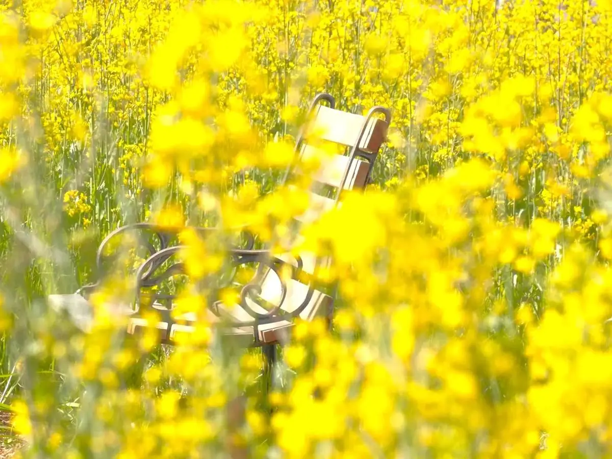 菜の花に囲まれるベンチ = 2023年4月23日 ヴェンテンガルテン