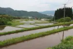 田植えを待つ代掻き後の田んぼ = 2025年5月29日 権現堂