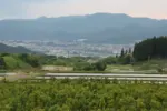写真手前側に啓翁桜 = 2025年5月29日 権現堂
