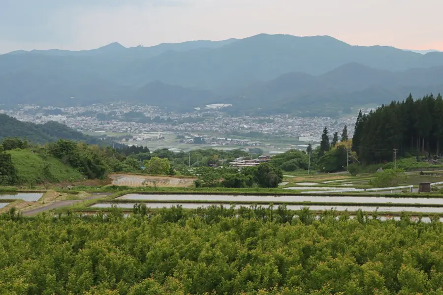 写真手前側に啓翁桜 = 2025年5月29日 権現堂