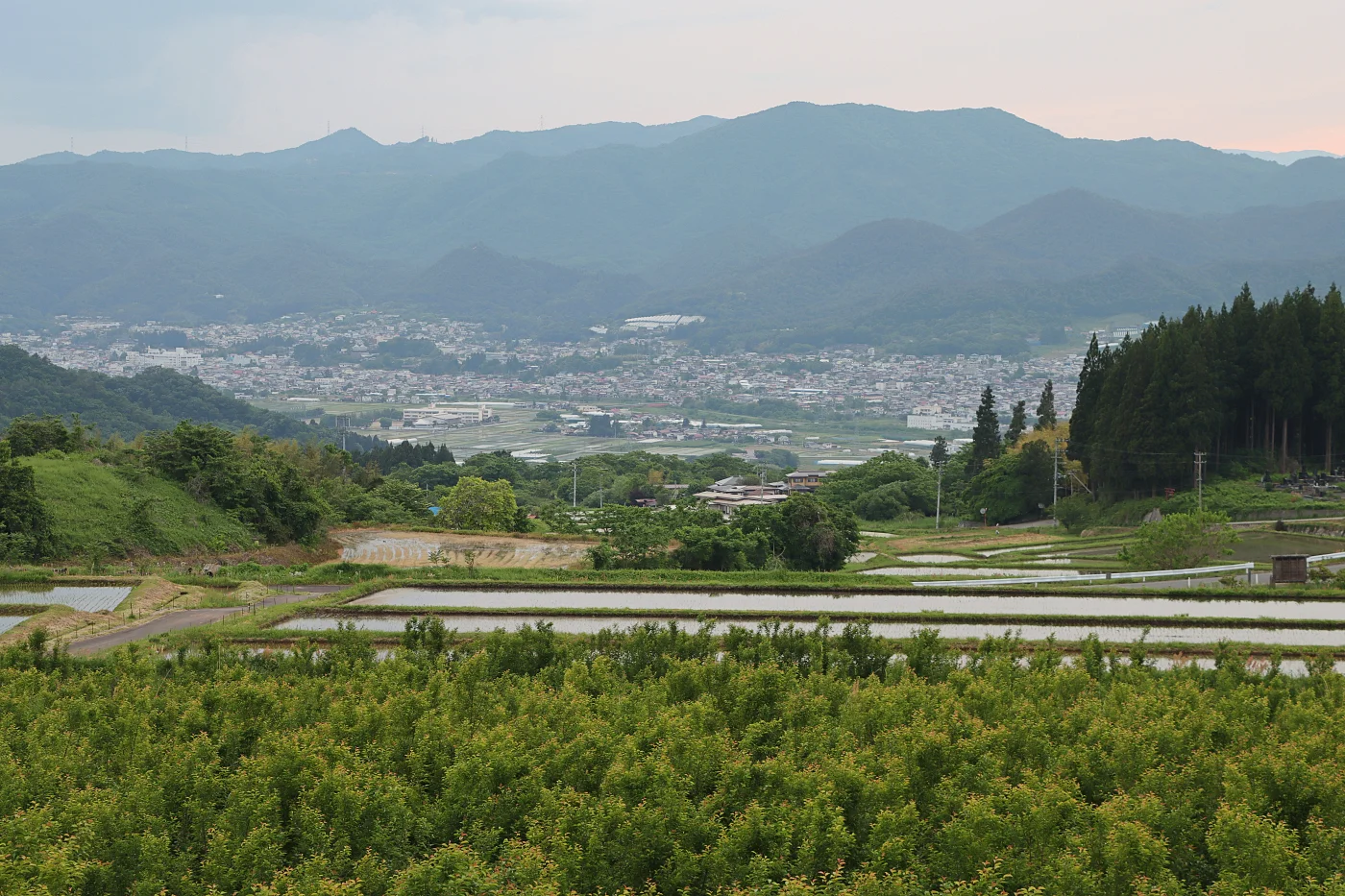 写真手前側に啓翁桜 = 2025年5月29日 権現堂