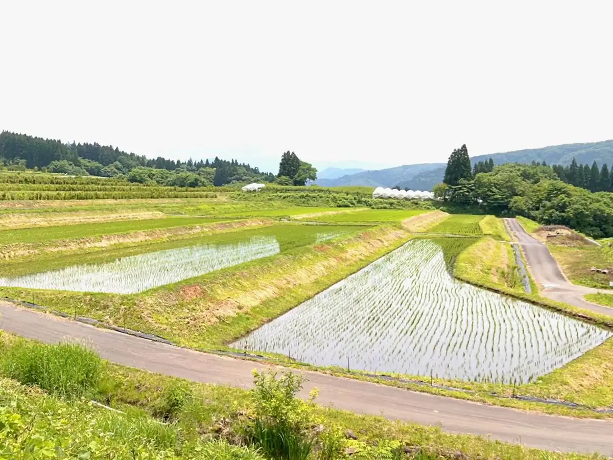 【やまがたの棚田】蔵王の麓に広がる26haの田んぼ 小倉の棚田