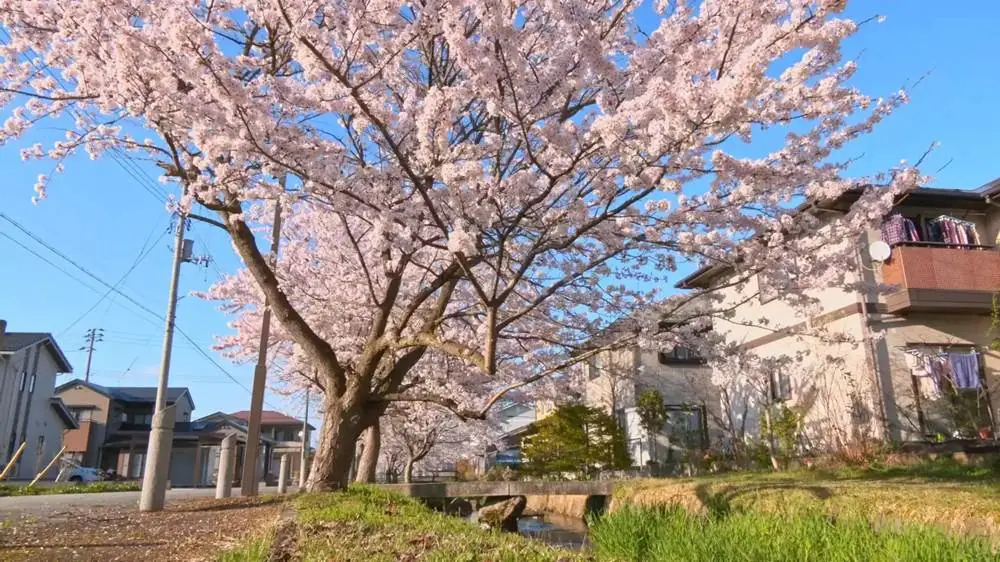 春は桜並木、秋は紅葉並木