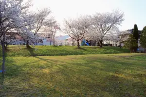 桜に囲まれた「さくら公園」を紹介します!冬はそり遊びにもおすすめ