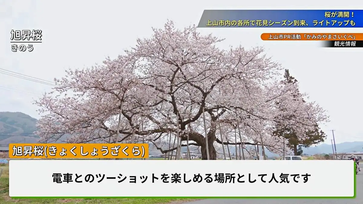 前川と須川の合流点近くにある1本の桜 = 2023年4月5日 旭昇桜