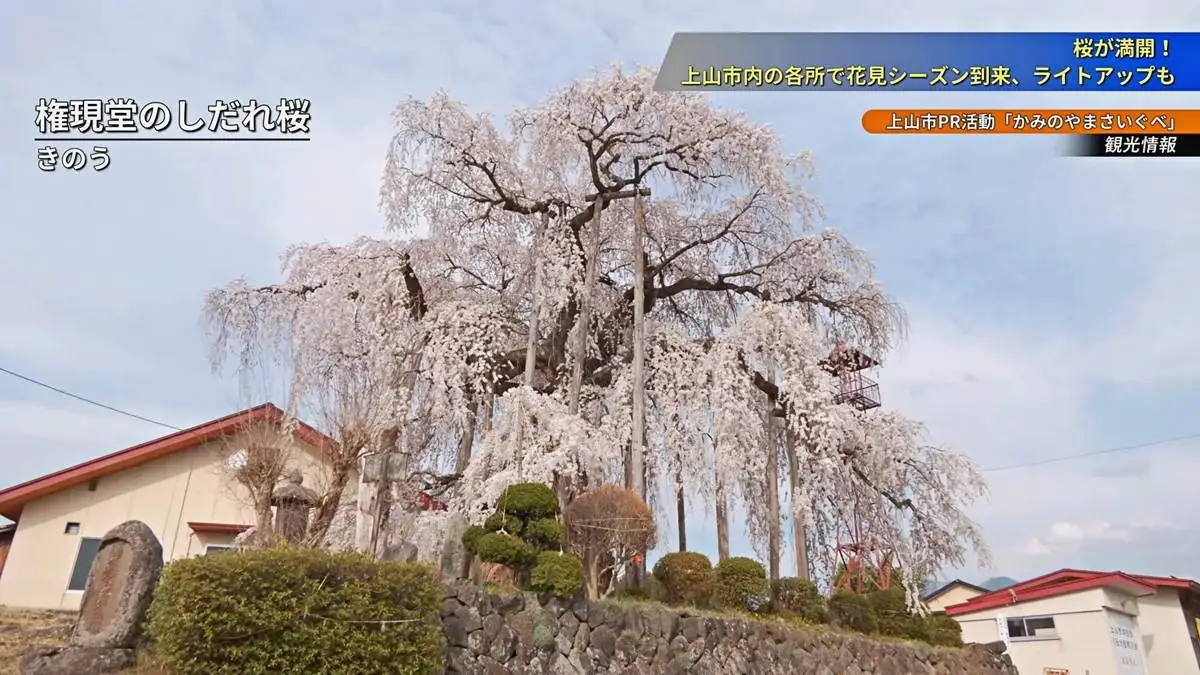 県内でも有名な桜の1つ = 2023年4月5日 権現堂のしだれ桜