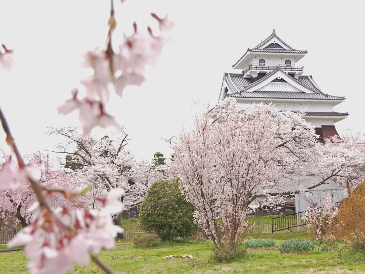 お城を見ながら花見が出来るスポット = 2023年4月6日 月岡公園