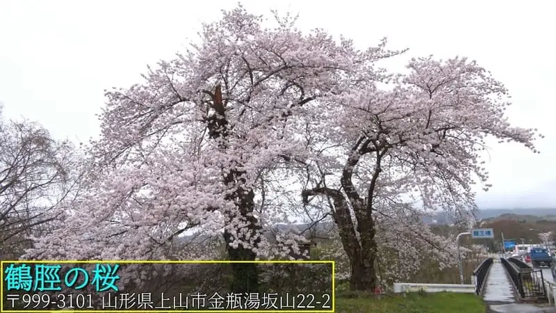 鶴脛の桜