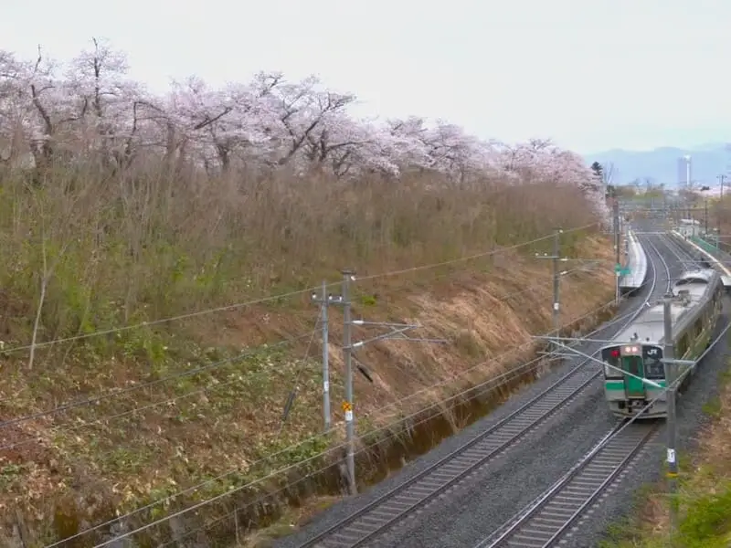 【56ヵ所！】山形県上山市「かみのやま温泉」のおすすめ桜スポットを紹介します！