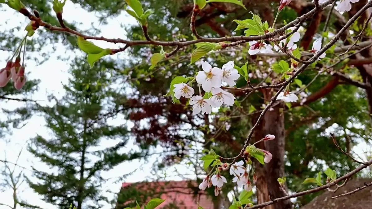 シンエイザクラ？ = 2022年4月22日 三吉山山頂