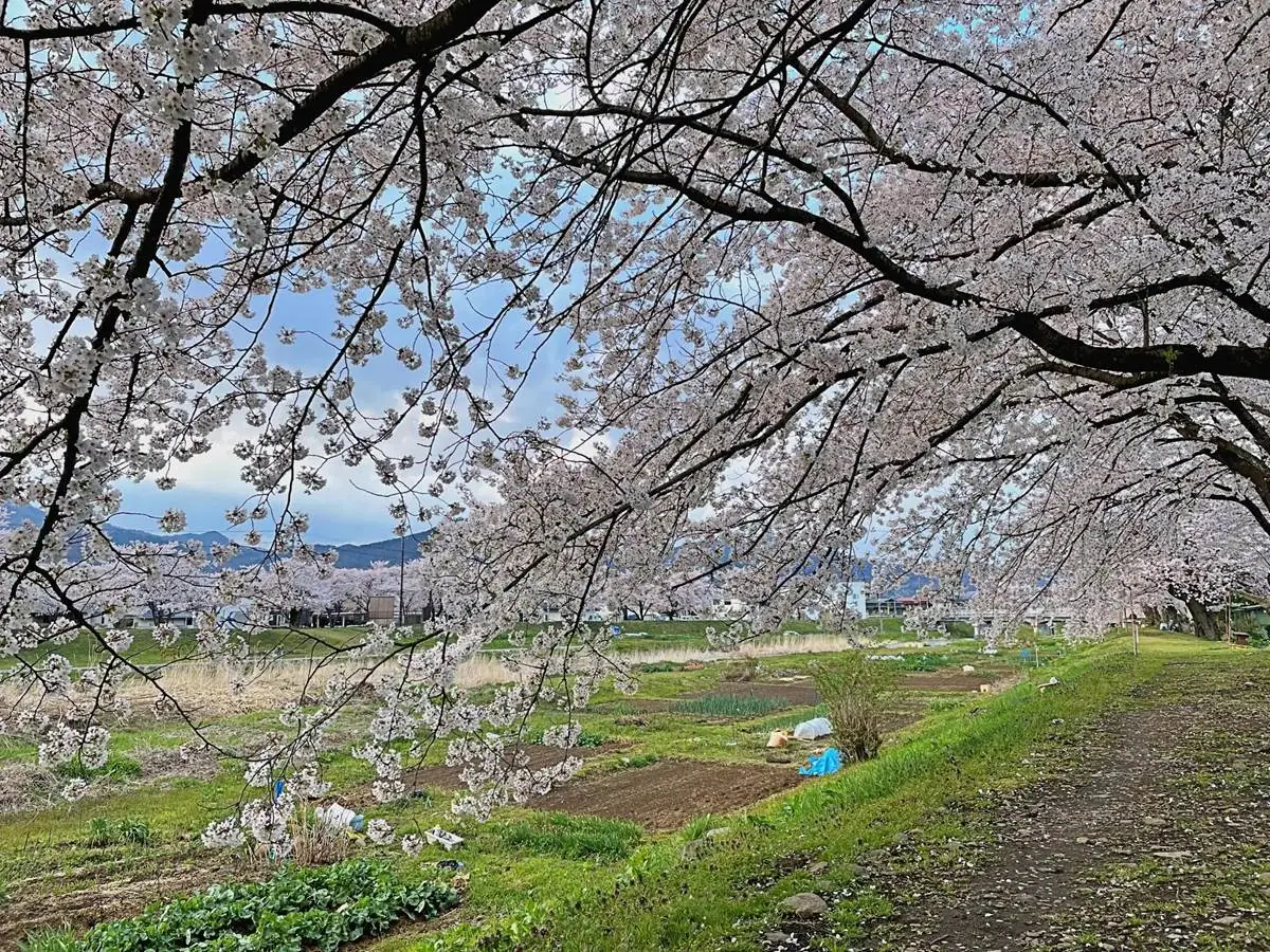 須川沿いの桜並木