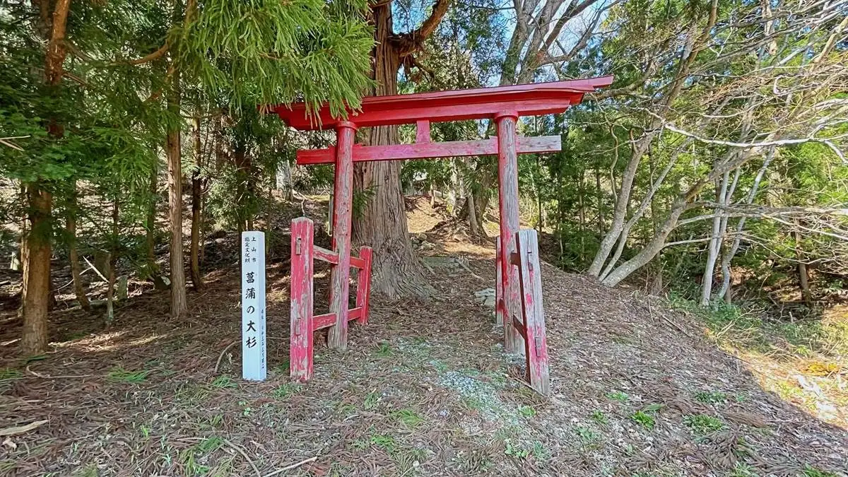 稲荷神社の鳥居、先に見える太い木が「菖蒲の大杉」 = 2022年4月3日 菖蒲