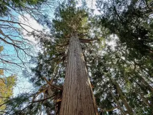 プールと同じ長さの木!? 上山市の指定文化財でもある菖蒲にある杉を見に行く