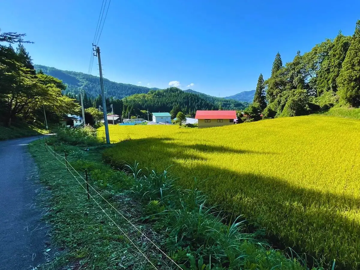 集落の家屋と稲作 = 2021年9月12日 狸森