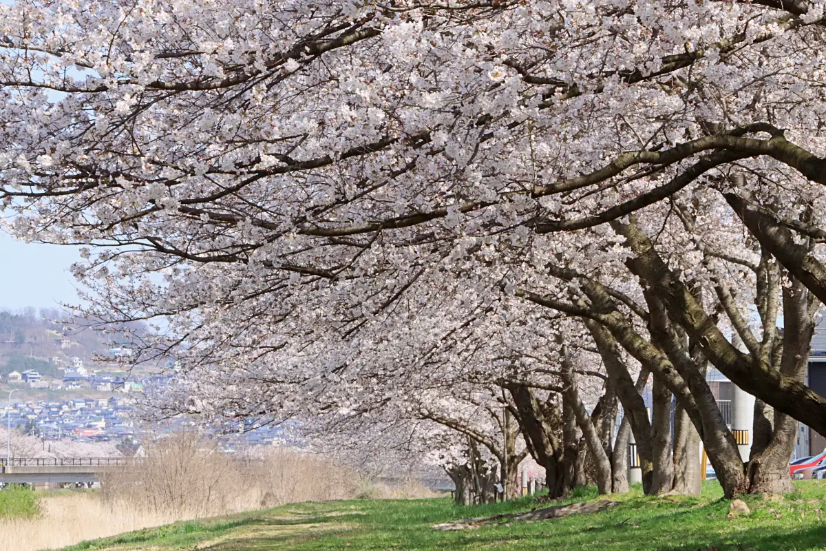 2023年4月6日 須川河岸堤プロムナード