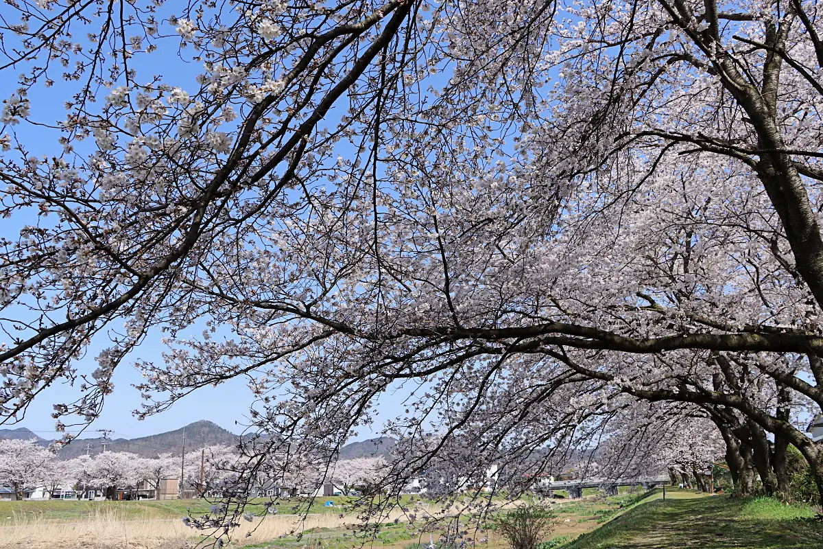 2023年4月6日 須川河岸堤プロムナード