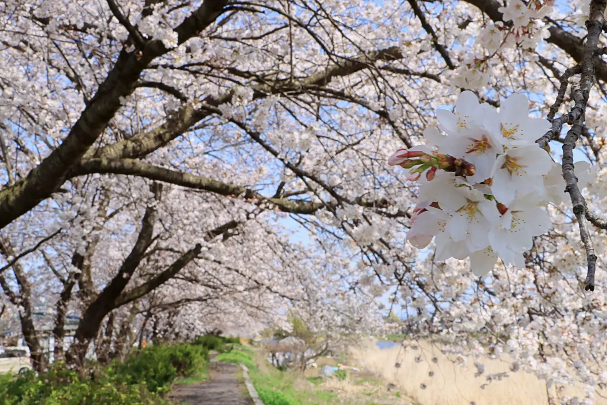 2023年4月6日 須川河岸堤プロムナード