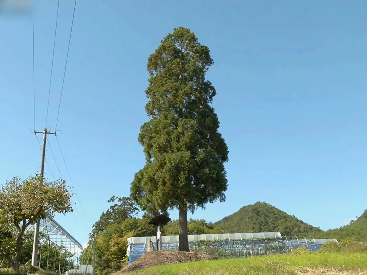 畑地の中にたたずむ一本の松 = 2021年10月7日 藤吾