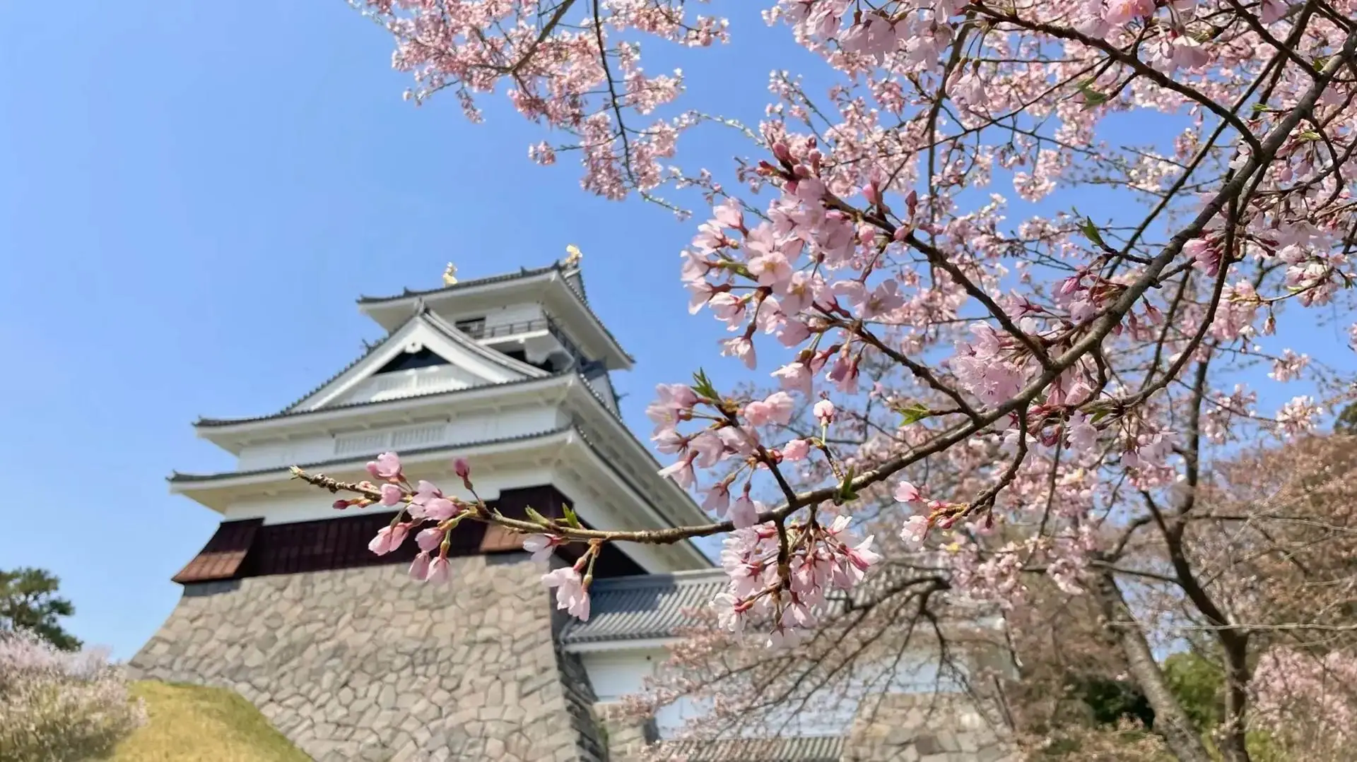 上山城と桜
