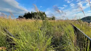 今は未供用の公園ですが…周辺の開発状況により新たな遊び場になるかも?「蔵王みはらしの丘近隣公園」